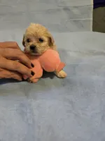 Maxwell , a male Shihpoo for sale in Rock Island, IL – 3 of 6