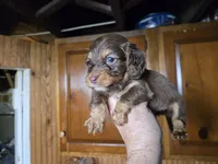 Bassil, a male Miniature Dachshund for sale in Rock Island, IL – 2 of 3
