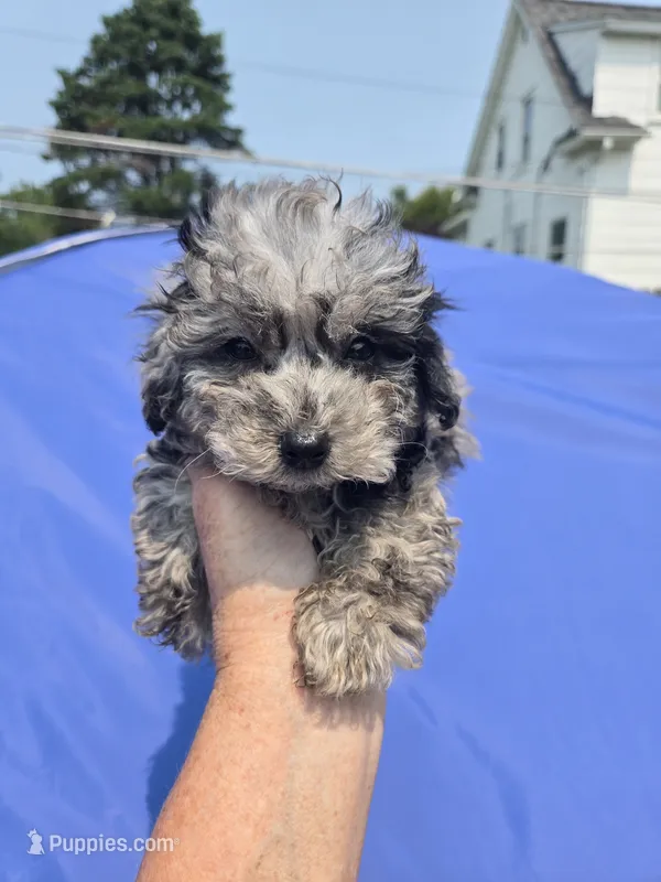 Buddy – Poodle - Toy  puppy for sale in Rock Island, IL