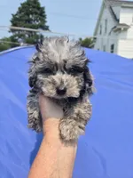 Buddy, a male Poodle - Toy  for sale in Rock Island, IL – 1 of 2