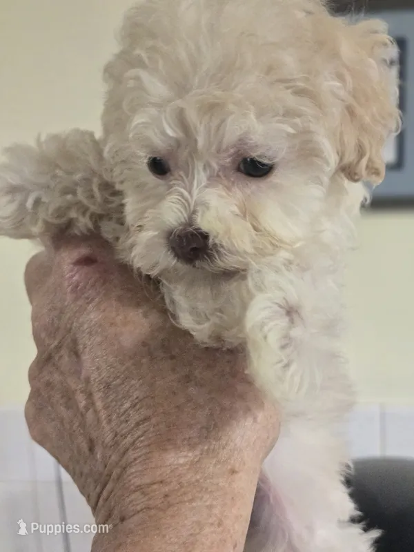 Bubbles – Shihpoo puppy for sale in Rock Island, IL
