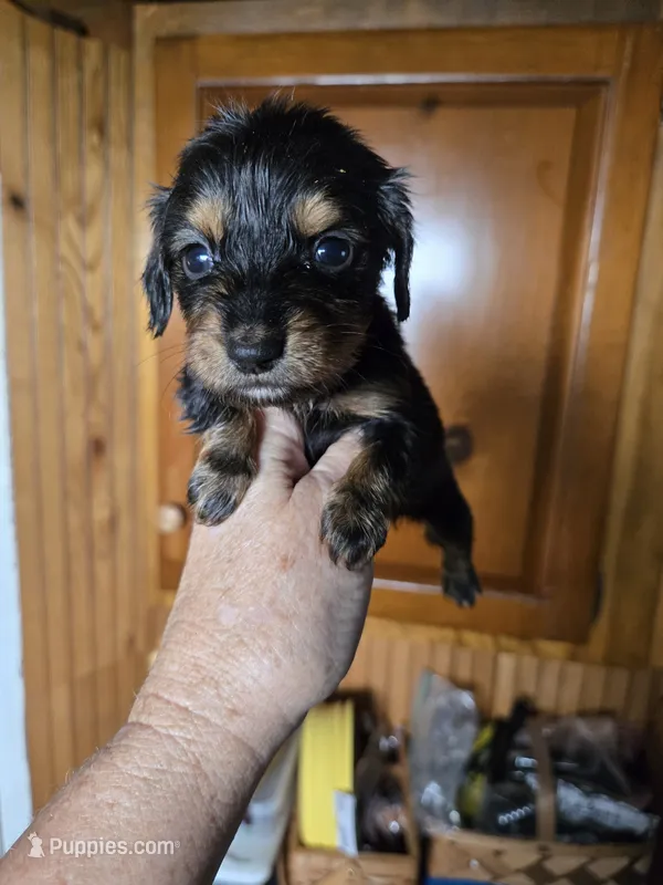 Luna – Miniature Dachshund puppy for sale in Rock Island, IL