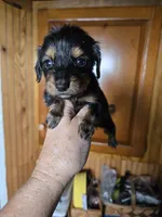 Luna, a female Miniature Dachshund for sale in Rock Island, IL – 1 of 1