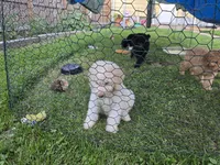 Titan, a male Poodle - Standard  for sale in Rock Island, IL – 8 of 8