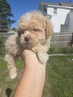 Cinnamon , a male Poodle - Toy  for sale in Rock Island, IL – 2 of 5