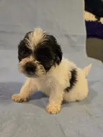 Rufio , a male Shihpoo for sale in Rock Island, IL – 2 of 4