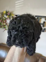 Jazzy, a female Poodle - Toy  for sale in Elgin, OK – Photo 3 of 3