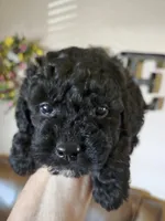 Jazzy, a female Poodle - Toy  for sale in Elgin, OK – Photo 1 of 3