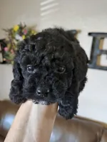 Jazzy, a female Poodle - Toy  for sale in Elgin, OK – Photo 2 of 3