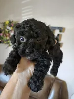 Onxy, a female Poodle - Toy  for sale in Elgin, OK – Photo 1 of 3