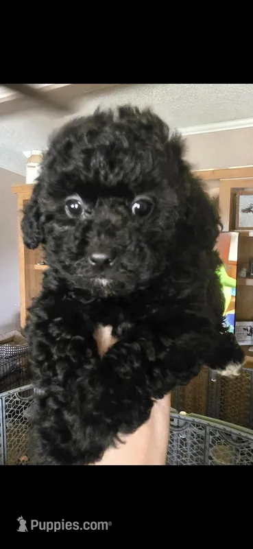 Onxy – Poodle - Toy  puppy for sale in Elgin, OK