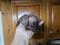 Cocoa, a male Miniature Dachshund for sale in Rock Island, IL – 1 of 2