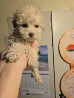 Bubbles, a female Shihpoo for sale in Rock Island, IL – 3 of 4