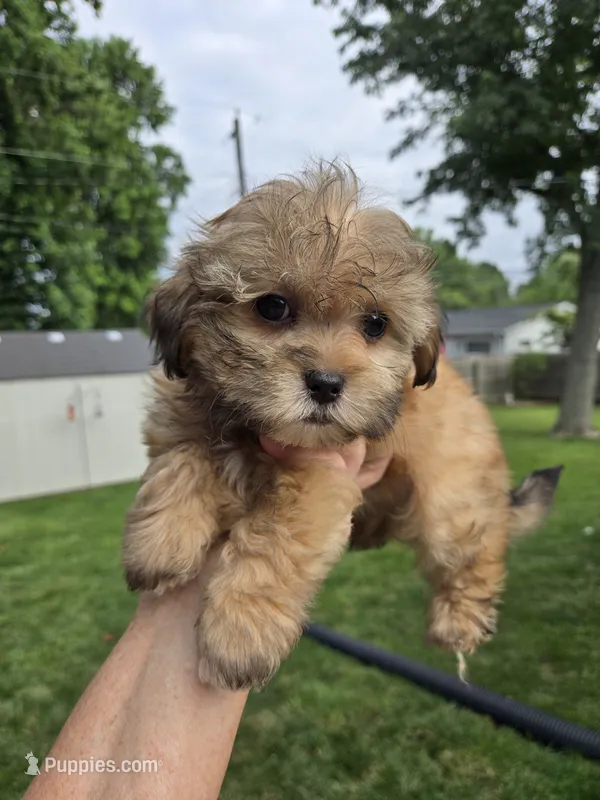 Joker – Shihpoo puppy for sale in Rock Island, IL