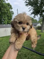 Joker, a male Shihpoo for sale in Rock Island, IL – 1 of 5