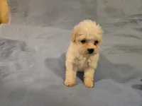 Muffin, a female Shihpoo for sale in Rock Island, IL – 2 of 4