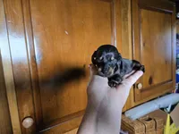 Jada, a female Miniature Dachshund for sale in Rock Island, IL – 2 of 2