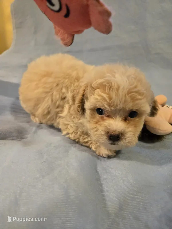 Zues – Shihpoo puppy for sale in Rock Island, IL