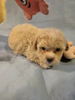 Zues, a male Shihpoo for sale in Rock Island, IL – 1 of 4