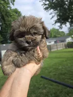 Cinnamon , a male Shihpoo for sale in Rock Island, IL – 1 of 6