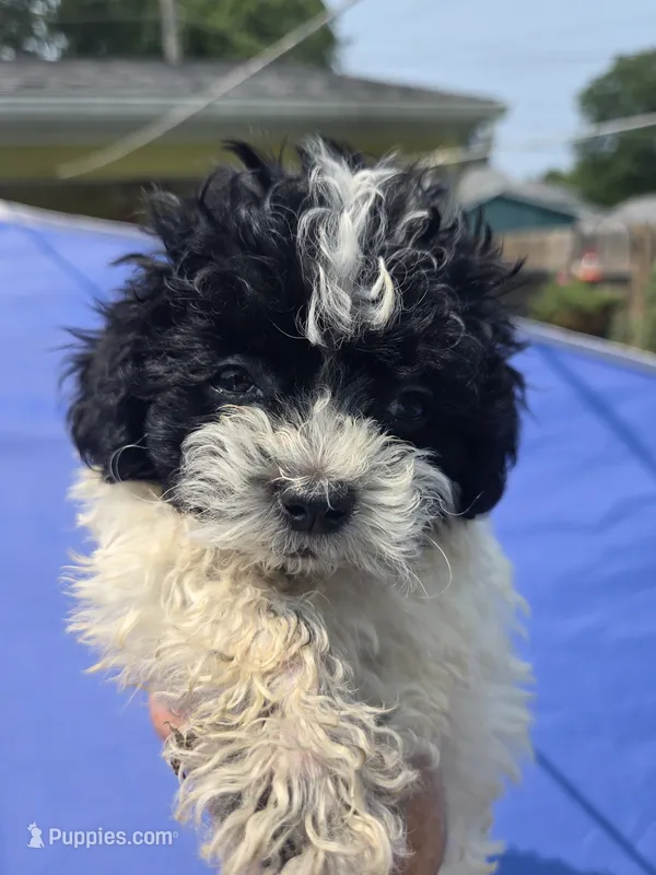 Tyson – Shihpoo puppy for sale in Rock Island, IL