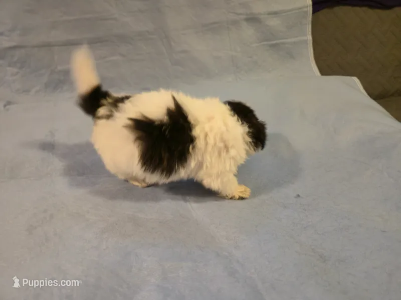 Rufio  – Shihpoo puppy for sale in Rock Island, IL