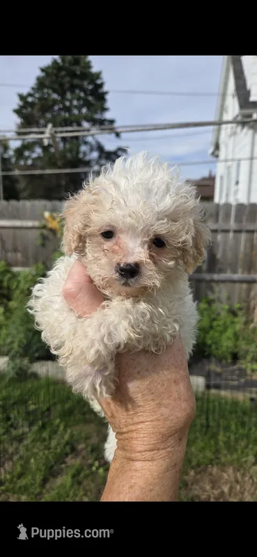 Muffin – Shihpoo puppy for sale in Rock Island, IL