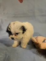 Patches, a female Shihpoo for sale in Rock Island, IL – 3 of 4