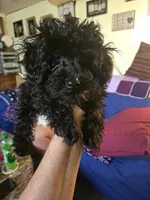 Jet, a male Poodle - Toy  for sale in Rock Island, IL – 9 of 10