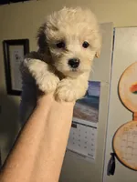 Cotton , a male Shihpoo for sale in Rock Island, IL – 2 of 4