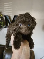 Cocoa, a female Poodle - Toy  for sale in Elgin, OK – Photo 3 of 3