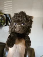 Cocoa, a female Poodle - Toy  for sale in Elgin, OK – Photo 1 of 3