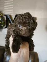 Cocoa, a female Poodle - Toy  for sale in Elgin, OK – Photo 2 of 3