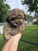 Cinnamon , a male Shihpoo for sale in Rock Island, IL – 6 of 6