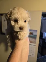 Kasper, a male Shihpoo for sale in Rock Island, IL – 2 of 4