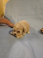 Zues, a male Shihpoo for sale in Rock Island, IL – 2 of 4