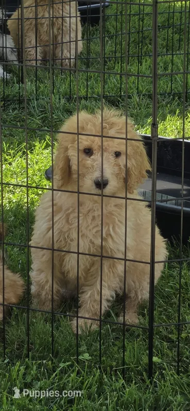 Bella – Poodle - Standard  puppy for sale in Rock Island, IL