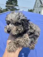 Buddy, a male Poodle - Toy  for sale in Rock Island, IL – 2 of 2