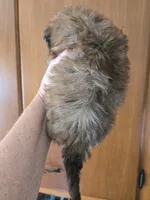 Jasmine, a female Shihpoo for sale in Rock Island, IL – 2 of 3