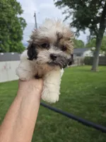 Harley, a male Shihpoo for sale in Rock Island, IL – 2 of 5