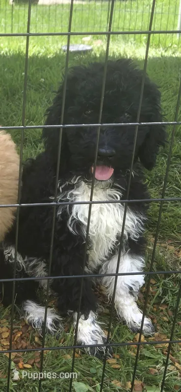 Pepe – Poodle - Standard  puppy for sale in Rock Island, IL