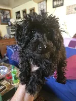 Jet, a male Poodle - Toy  for sale in Rock Island, IL – 6 of 10