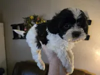 Joker, a male Shihpoo for sale in Elgin, OK – Photo 2 of 4