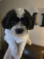 Joker, a male Shihpoo for sale in Elgin, OK – Photo 4 of 4