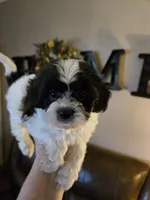 Joker, a male Shihpoo for sale in Elgin, OK – Photo 1 of 4