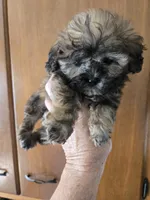 Jasmine, a female Shihpoo for sale in Rock Island, IL – 3 of 3