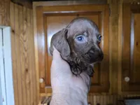 Cocoa, a male Miniature Dachshund for sale in Rock Island, IL – 2 of 2