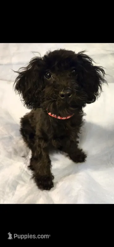 Jet – Poodle - Toy  puppy for sale in Rock Island, IL