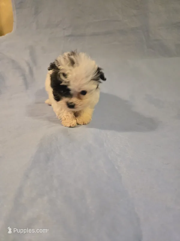 Patches – Shihpoo puppy for sale in Rock Island, IL