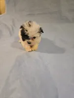 Patches, a female Shihpoo for sale in Rock Island, IL – 1 of 4